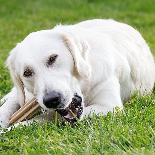 Voorwaarden Muildier Kwaadaardige tumor Tandverzorging bij honden: informatie en tips | MAXI ZOO