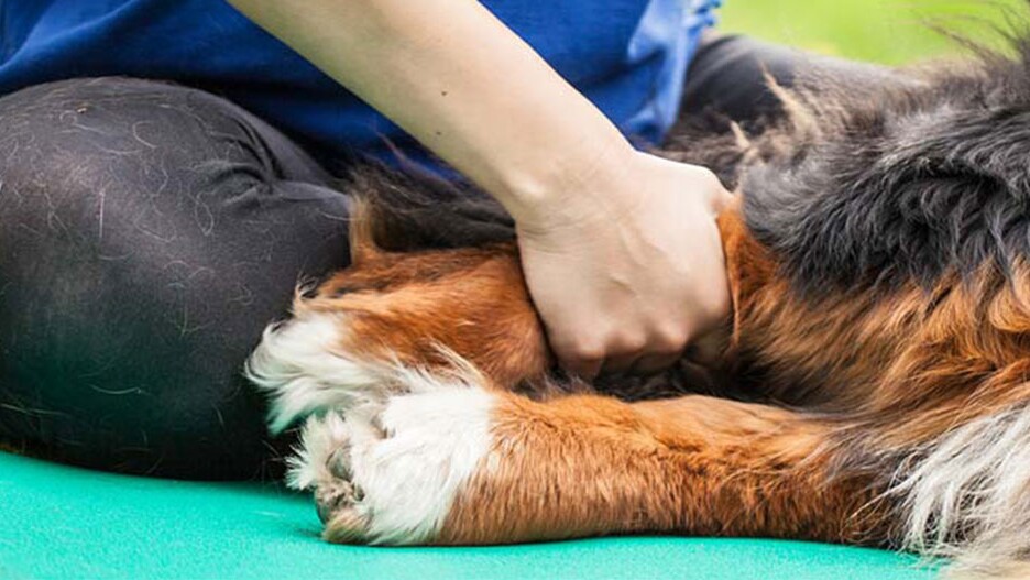 Test du nettoyeur de pattes pour chiens - Esprit Dog