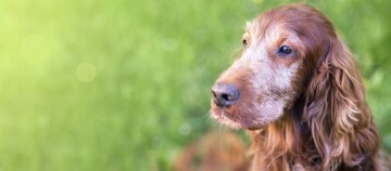 Nahaufnahme eines braunen Cocker Spaniel Hundes mit langem, welligem Fell im Freien vor grünem Hintergrund