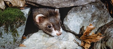 Nahaufnahme eines Baummarders, der aus einer Felsspalte zwischen Moos und trockenen Blättern hervorschaut