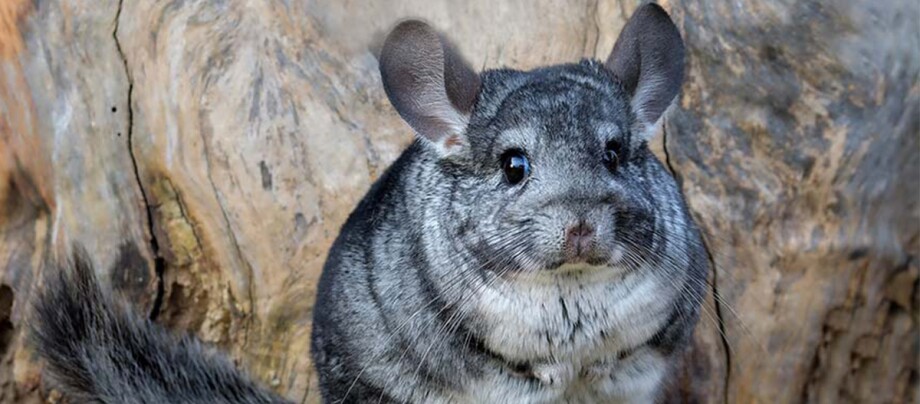 Ein grauer Chinchilla.