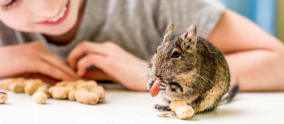 Ein Degu frisst eine Nuss.