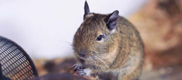 Nahaufnahme eines Degus mit braun-grauem Fell und großen Augen in seinem natürlichen Lebensraum