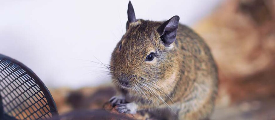 Eine Nahaufnahme eines Degu.