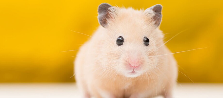 Eine Nahaufnahme eines Goldhamsters.