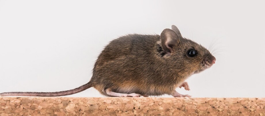 Eine Nahaufnahme einer Maus, mit weißen HIntergrund.
