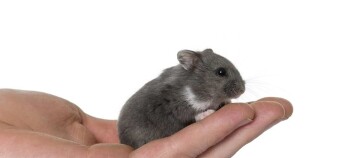 Kleiner grauer Hamster mit weißen Flecken sitzt auf einer offenen Hand vor weißem Hintergrund