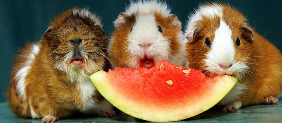 Drei Meerschweinchen fressen an einem Stück Wassermelone.
