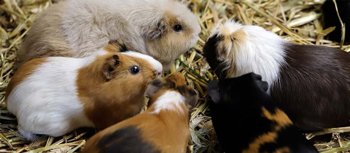 Die beliebtesten Meerschweinchenrassen FRESSNAPF