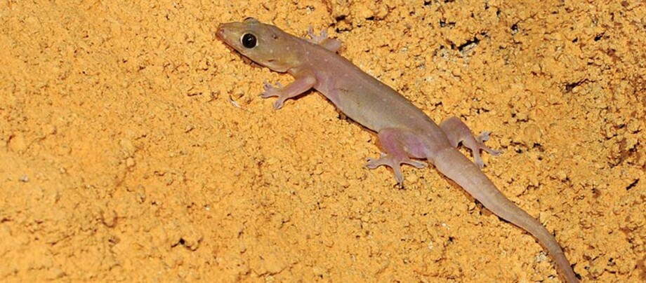 Ein asiatischer Hausgecko.