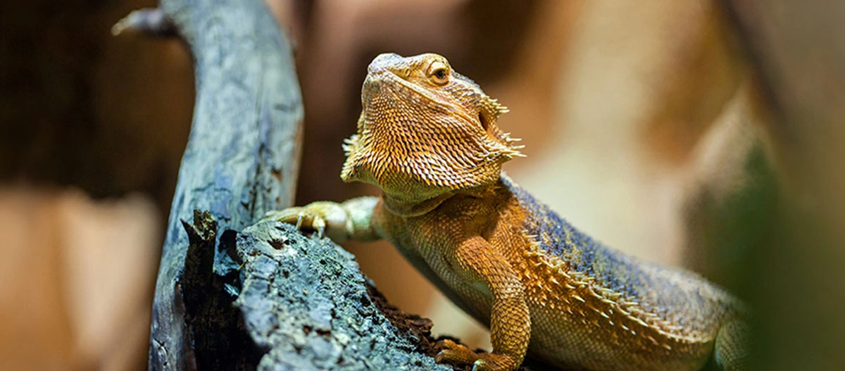 Gros plan d'un dragon barbu sur une branche avec une texture de peau détaillée et des épines