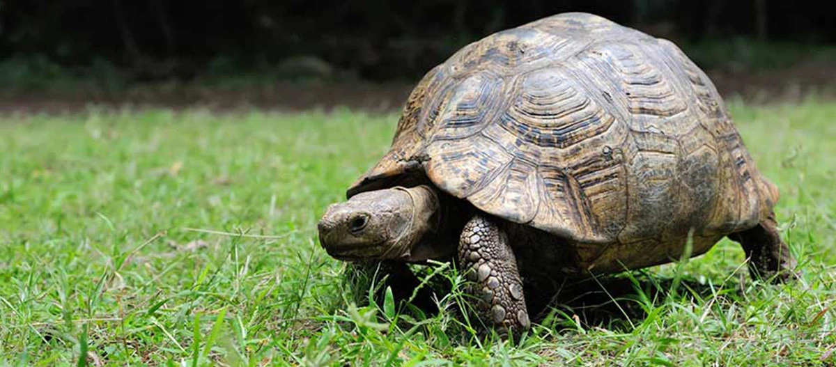 Landschildkröte mit gemustertem Panzer läuft auf grünem Gras