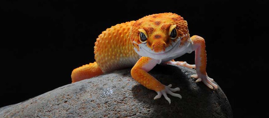 Ein orangener Gecko.
