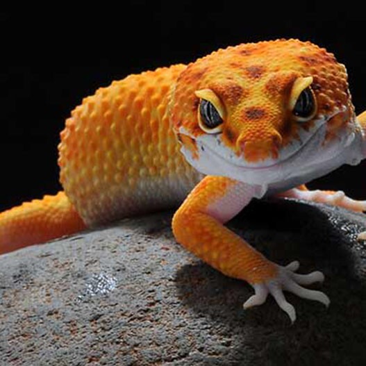 Gecko Arten, Pflege & | FRESSNAPF