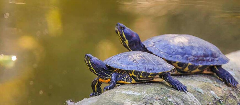 Zwei Schildkröten sitzen nebeneinander.