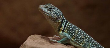 Nahaufnahme einer Eidechse mit weißen Flecken auf einem Felsen in natürlicher Umgebung