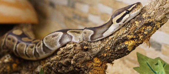 Gros plan d'un python royal reposant sur une branche d'arbre rugueuse