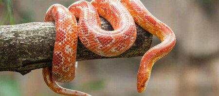 Die Kornnatter Pantherophis Guttatus Elaphe Guttata Fressnapf