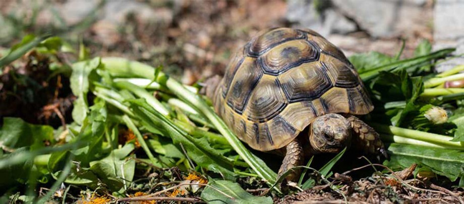 Eine Landschildkröte.