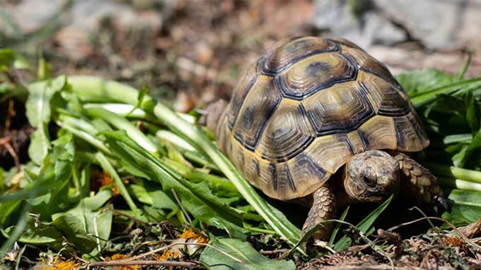Comment choisir le bon terrarium ou enclos pour une tortue terrestre ?