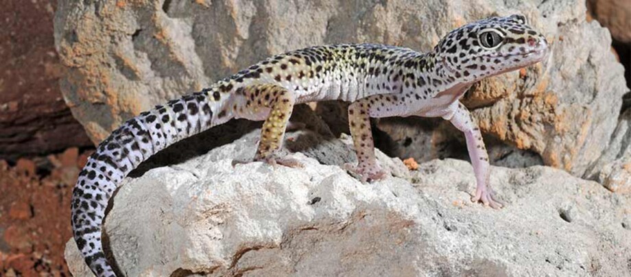 Eine Nahaufnahme eines Leopardgecko.