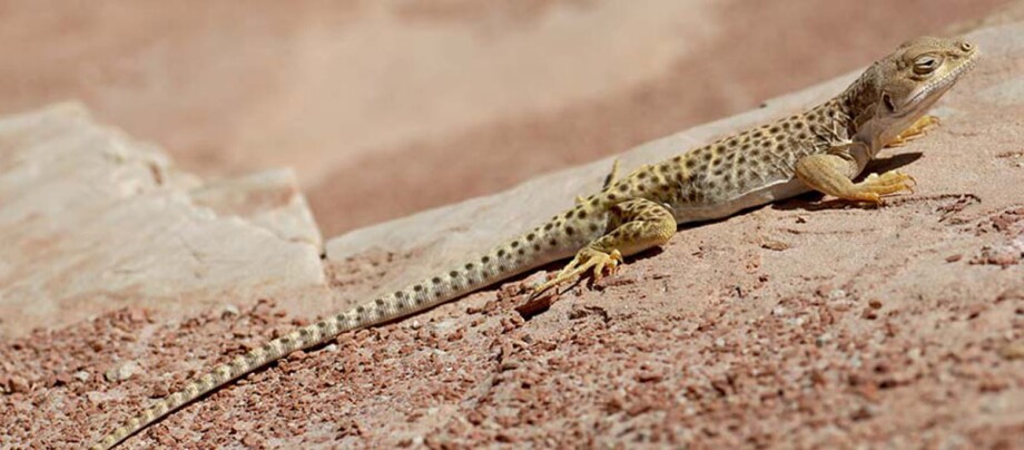 Ein Leopardleguan sitzt auf einem Fels.