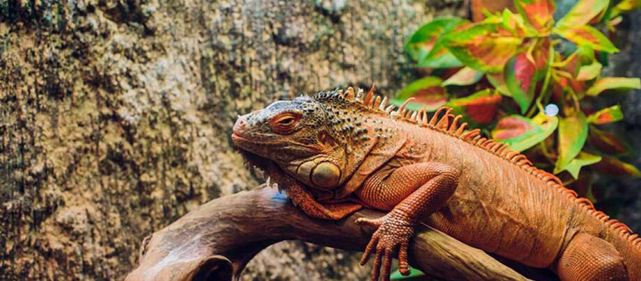 Ein Leguan im Regenwaldterrarium.