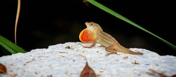 Kleiner brauner Leguan mit leuchtend orange-gelbem Kehllappen auf weißem Felsen vor dunklem Hintergrund