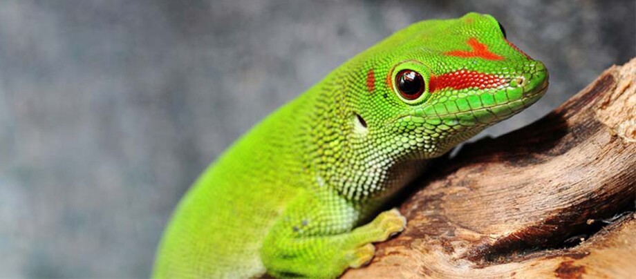 Grüner tagaktiver Gecko