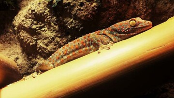 Ratgeber_Terra_tokee_panthergecko_1200x527 Zbliżenie gekona Tokay o niebiesko-szarym ciele z pomarańczowymi plamami na jasnym drewnianym gałęzi na skalistym tle.