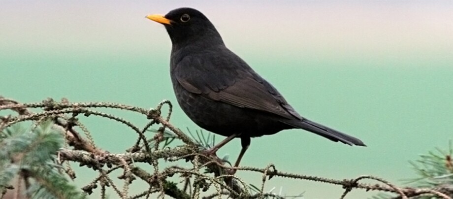 Eine Amsel sitzt auf dem Ast.