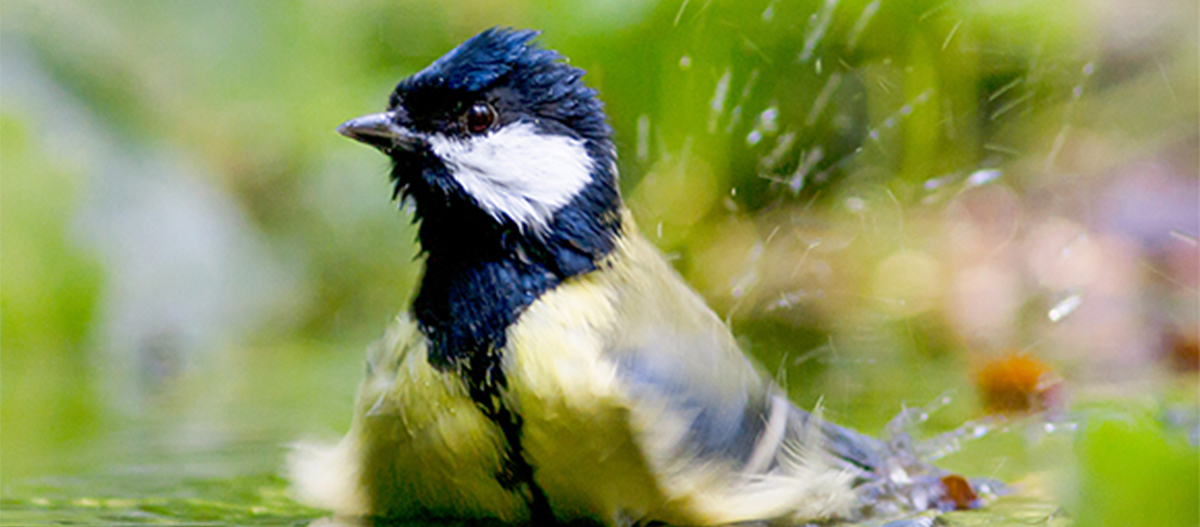 Eine Blaumeise badet