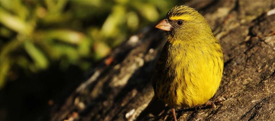 Ein Kanarienvogel sitzt auf einem Baum