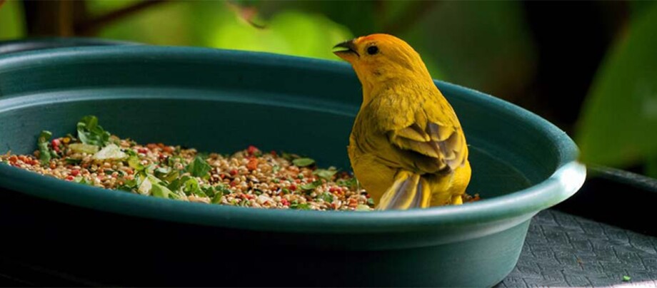 Ein Kanarienvogel beim fressen.