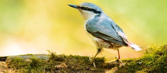 Kleiner Vogel mit blaugrauen Federn sitzt auf moosbedecktem Ast vor unscharfem gelb-grünem Hintergrund