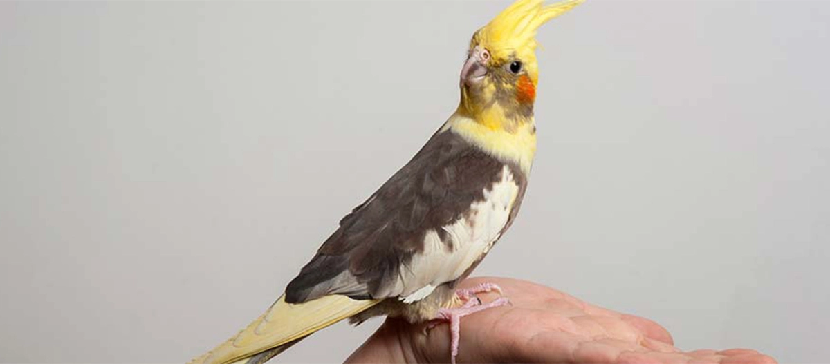 Nahaufnahme eines Nymphensittichs mit gelbem Kamm und orangen Wangen, der auf einer Hand sitzt