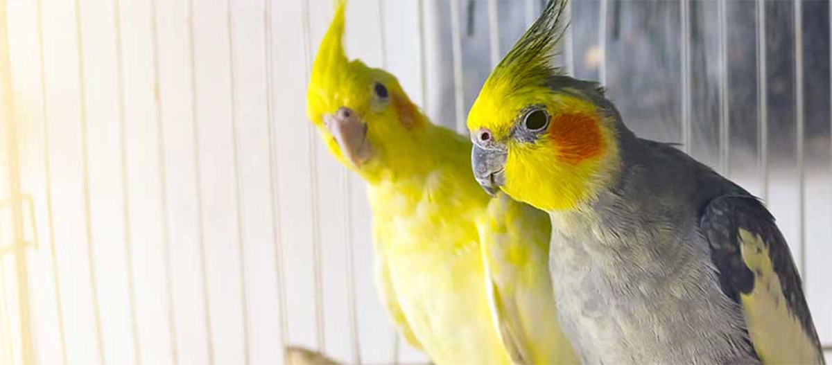 Zwei Nymphensittiche in einem Käfig, einer gelb und einer grau mit gelbem Kopf und orangen Wangenflecken