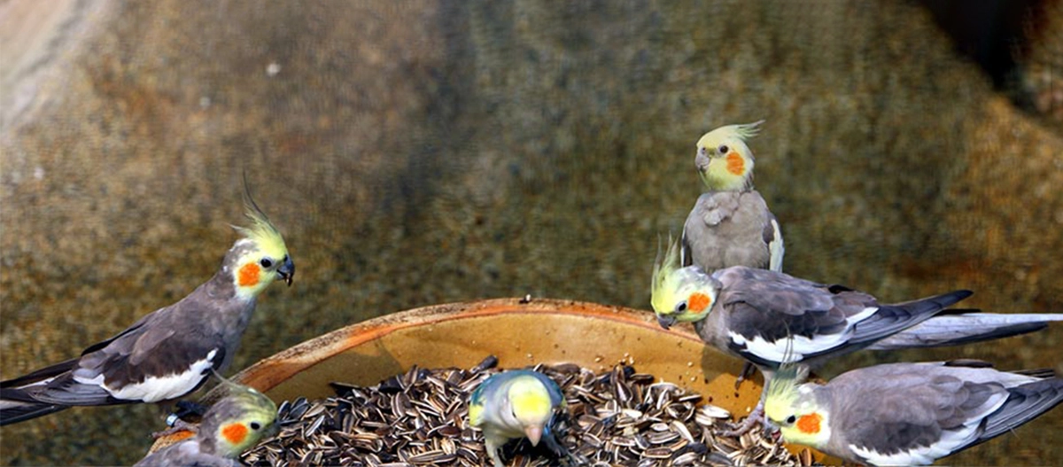 Sechs Nymphensittiche fressen Sonnenblumenkerne aus einer Schale, graue Federn mit gelbem Kopf und orangen Wangenflecken