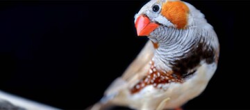 Nahaufnahme eines Zebrafinken mit orangefarbenem Schnabel und markanten Streifen vor schwarzem Hintergrund