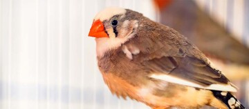 Nahaufnahme eines Zebrafinken mit orangefarbenem Schnabel in einem Käfig