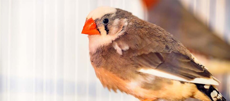 Eine Nahaufnahme eines Zebrafinken im Käfig