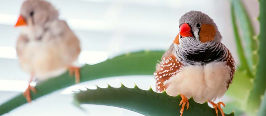 Zwei Zebrafinken sitzen auf einer Pflanze.