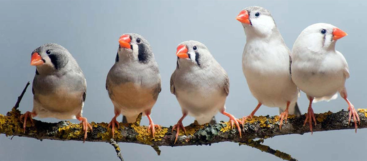 Deux diamants mandarins perchés sur une branche couverte de mousse avec un arrière-plan flou
