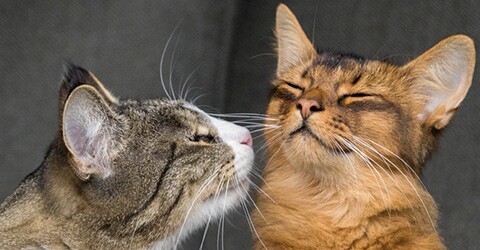 Deux chats, un tigré gris et un brun-orange, se câlinant affectueusement.