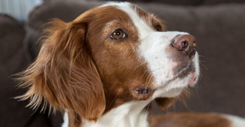 Gros plan d'un chien brun et blanc avec un regard attentif et de longues oreilles