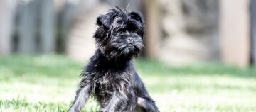 Petit chien noir au pelage hirsute assis sur l'herbe verte par une journée ensoleillée