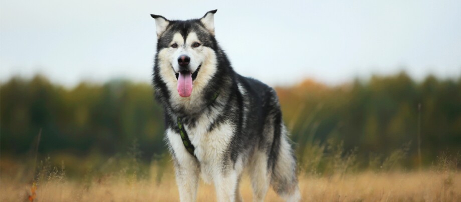 Alaskan Malamute Hund steht auf dem Feld