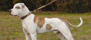 Gespierde witte hond met gestreepte vlekken en een hartvormige markering aan de zijkant, staand op gras met een bruine leren halsband en riem.