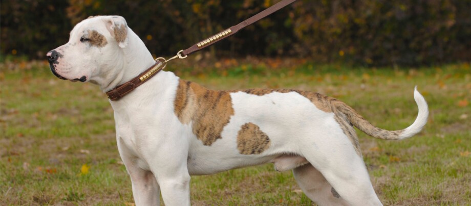 Profil boczny psa rasy buldog amerykański na brązowej smyczy