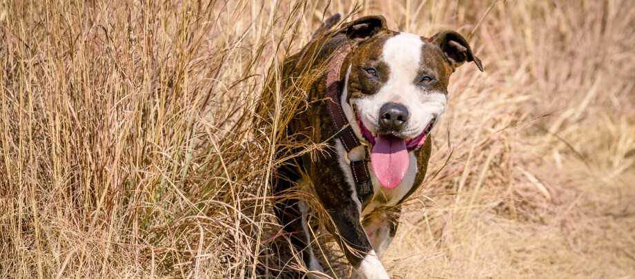 Amerikaanse Pitbull Terrier hond loopt door een veld